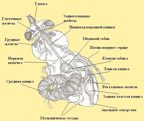 Органы пищеварительной системы пчелы