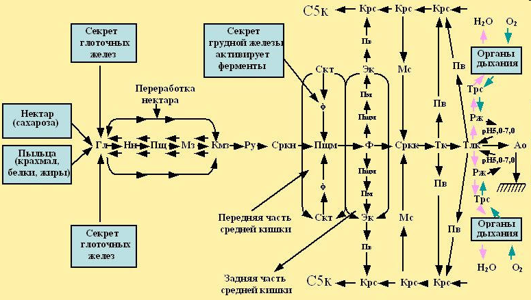 Модель пищеварительной системы пчелы -PASEKA-RU.NAROD.RU