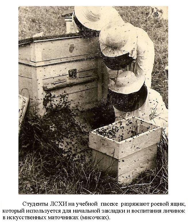 Практические занятич студентов (ЛСХИ)  на пасеке по стряхиванию пчел из роевого ящика к улью семьи-Ленинград