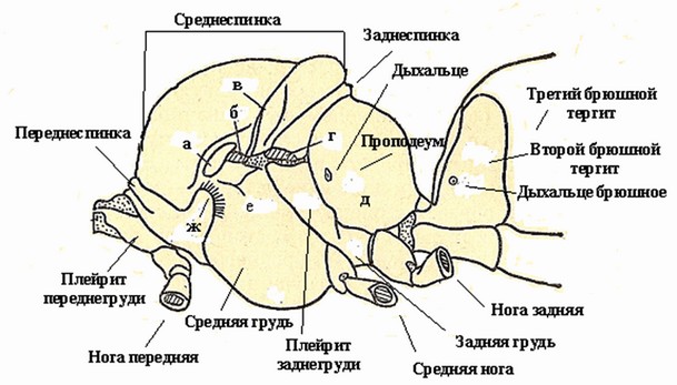 Схема сегментов груди и основания брюшка рабочей пчелы 