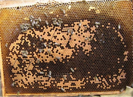 Выбраковка расплода пчелами-кормилицами