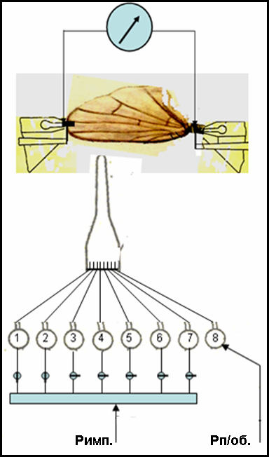  Схема стимуляции крыла мухи  PASEKA-RU.NAROD.RU