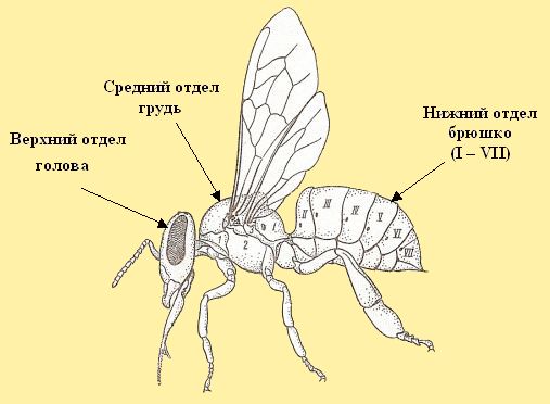 Внешнее строение тела рабочей пчелы PASEKA-RU.NAROD.RU