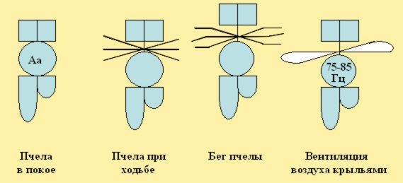 Модели особей пчёл в различных половых и физиологических отличиях BEEMODEL.NAROD.RU