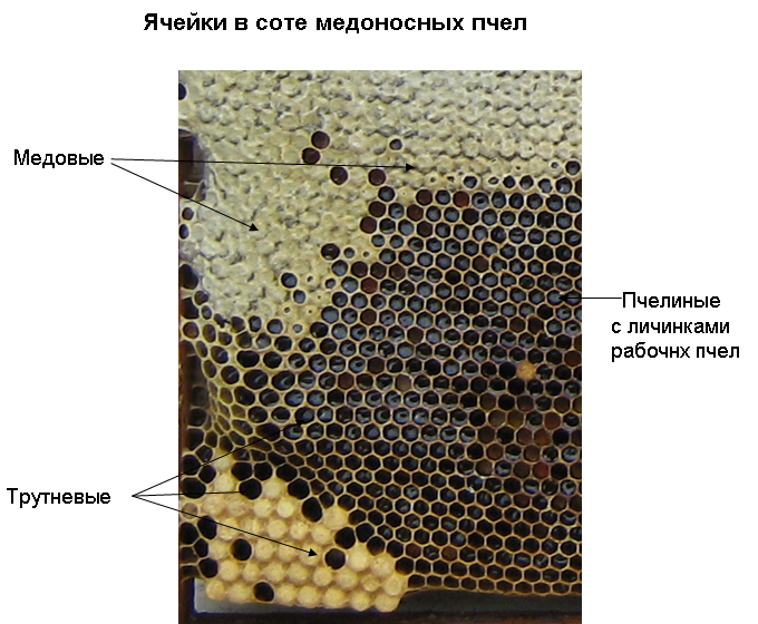 Вид сот. Пчелиные ячейки схема. Маточные ячейки пчел диаметр. Трутневые ячейки и пчелиные. Размер пчелы.