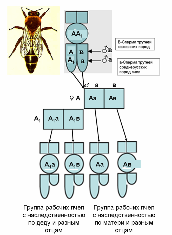 Схема развития рабочей пчелы, матки и трутня. Цикл развития трутня схема. Породы пчел таблица. Схема скрещивания пчел.